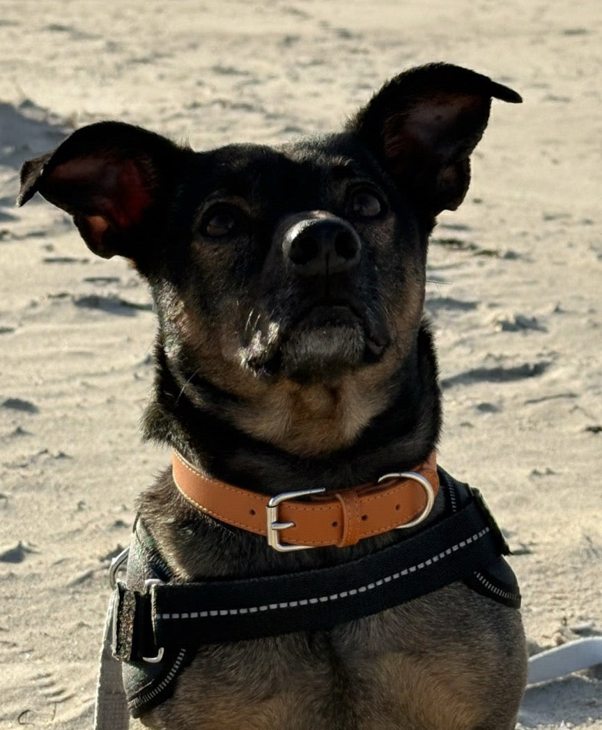 🐾 Preisgünstiges, bequemes Halsband aus PU-Leder – Verstellbares Haustierzubehör für kleine Hunde und Katzen 