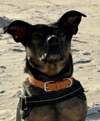 🐾 Preisgünstiges, bequemes Halsband aus PU-Leder – Verstellbares Haustierzubehör für kleine Hunde und Katzen 