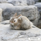 ⭐ Realistische Tierfigur Deko | Katze Fuchs Eule Hase mit Fell | Simulation Modell | Deko