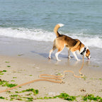 ✨Lange, wasserdichte Hundeleine – Strapazierfähige PVC-Trainings- und Laufleine