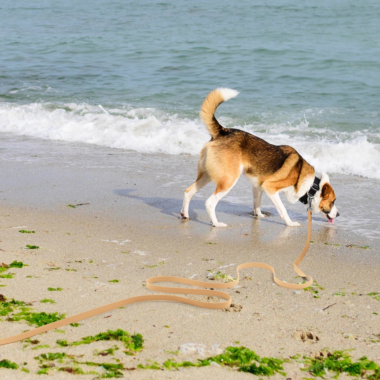✨Lange, wasserdichte Hundeleine – Strapazierfähige PVC-Trainings- und Laufleine